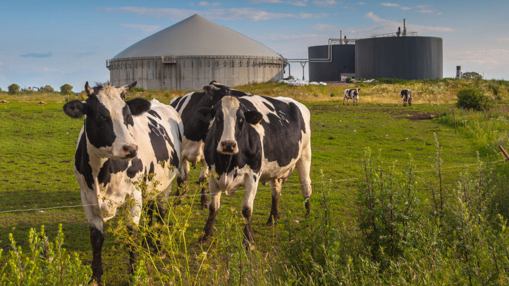 ganaderia interior vacas animales sostenibilidad granja alimentos leche 1024x576 1